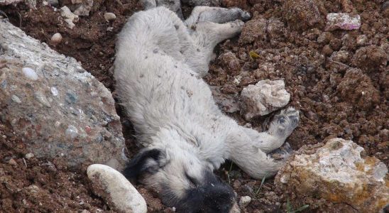 Konya'da tüyler ürperten köpek kırımı