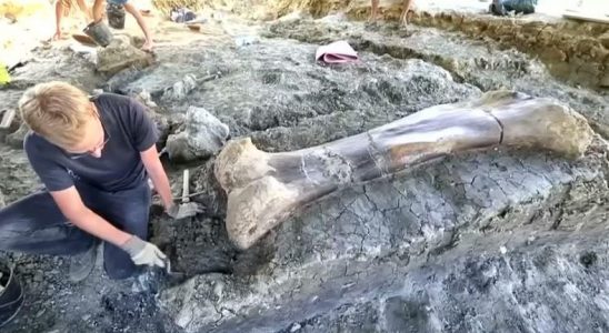 2 Metre Boyunda, 500 Kiloluk Dev Bir Dinozor Kemiği Bulundu