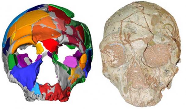 homo sapiens