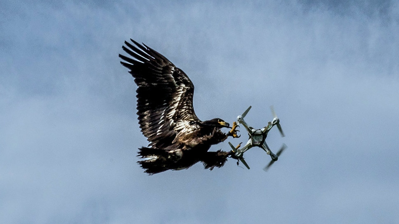 bir drona saldıran kuş